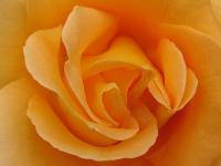 roseorange2bg